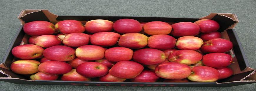 Wilga Fruit Sp. z o.o., Piwonin