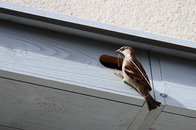 inwentaryzacja ornitologiczna