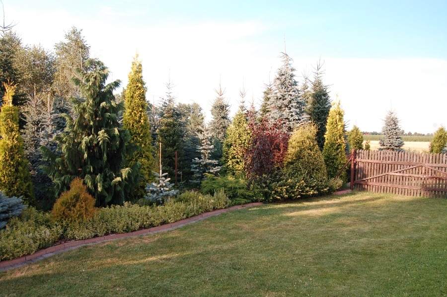 szkółka drzew, drzewa i krzewy ozdobne, krzewy iglaste, krzewy liściaste