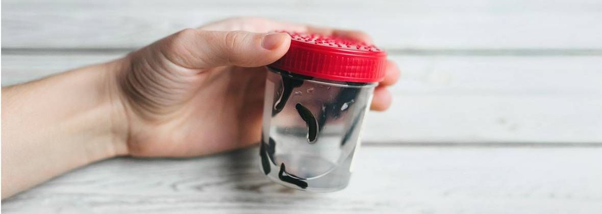 Leczenie pijawkami - Alpinia