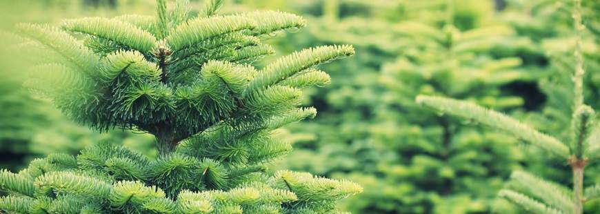 Centrum Ogrodnicze Osowa. Ogród Paluchów