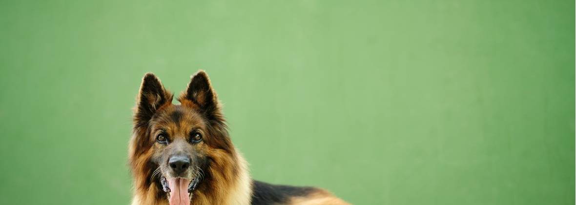 Bystry Pieszczoch Psi Behawiorysta Zoopsycholog Katarzyna Humerska