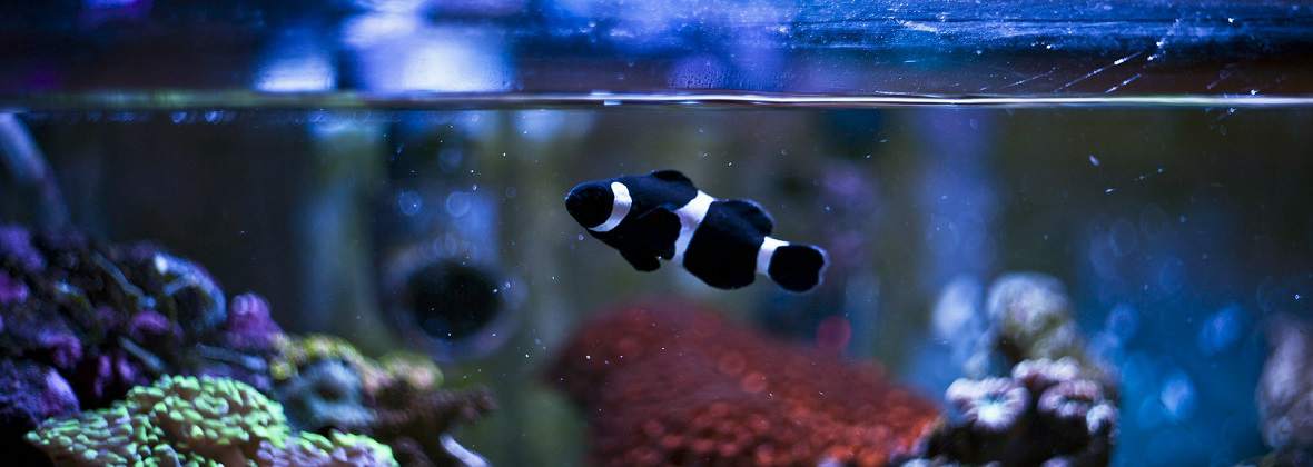 Sklep Zoologiczny Egzotyka Krzysztof Rusek