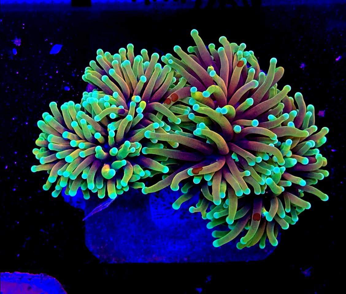 sprzedaż akwariów morskich