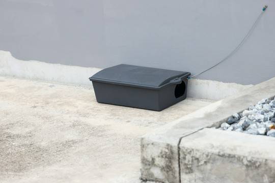 zwalczanie szczurów