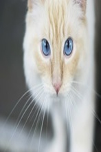 kot