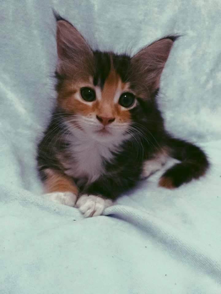 lecznica weterynaryjna