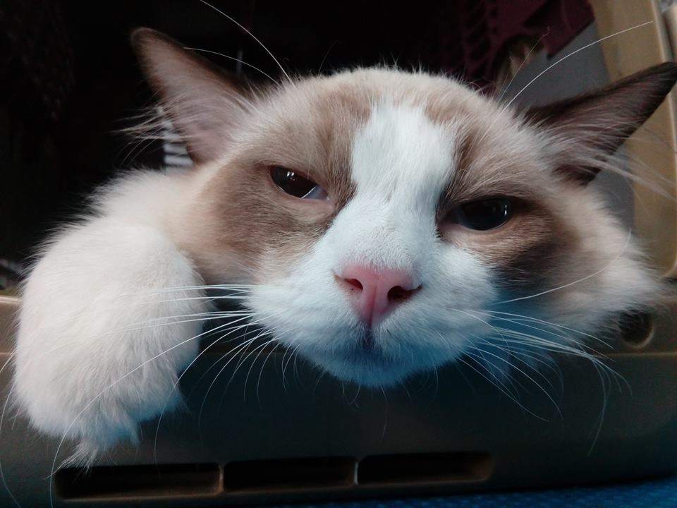 weterynaryjne lecznice, gabinety weterynaryjne, weterynaryjne gabinety, pogotowie weterynaryjne