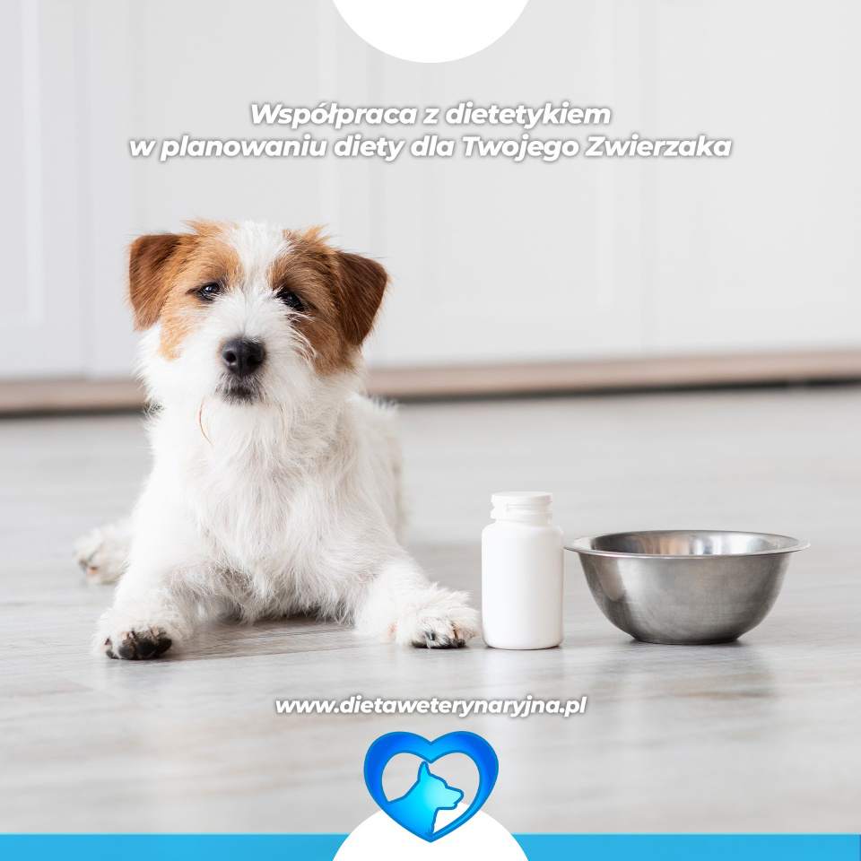 konsultacje żywieniowe dla psa