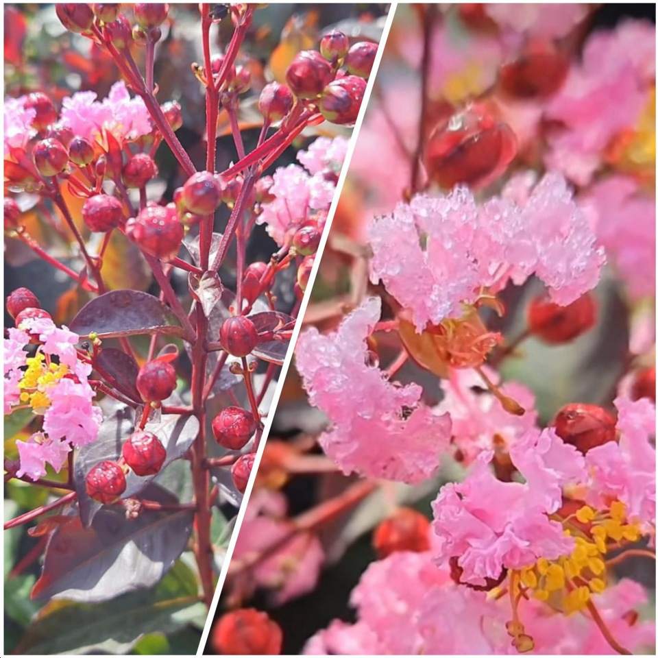 lagerstroemia, Szkółki Drzewek Waleczek, Mnich