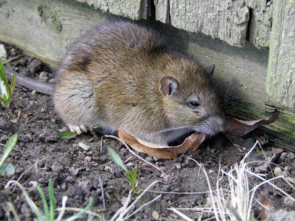 Dezynfekcja dezynsekcja i deratyzacja