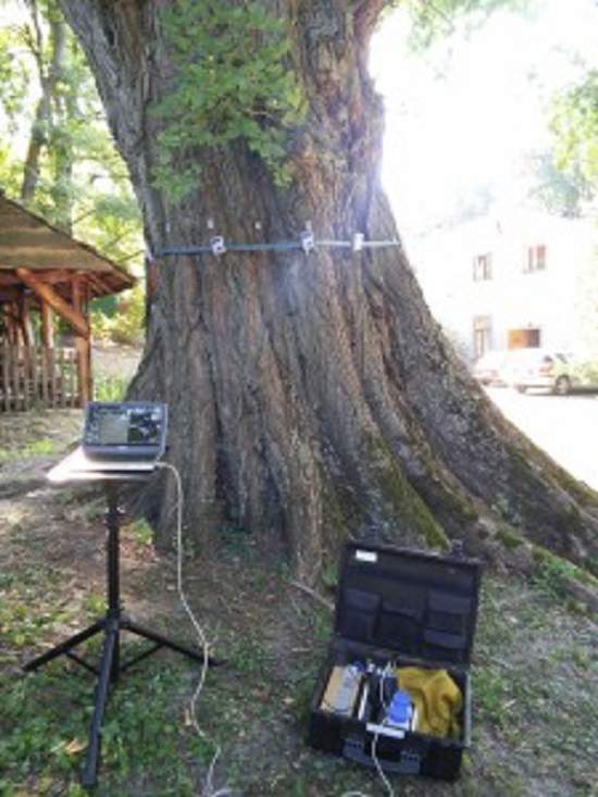 ekspertyzy dendrologiczne