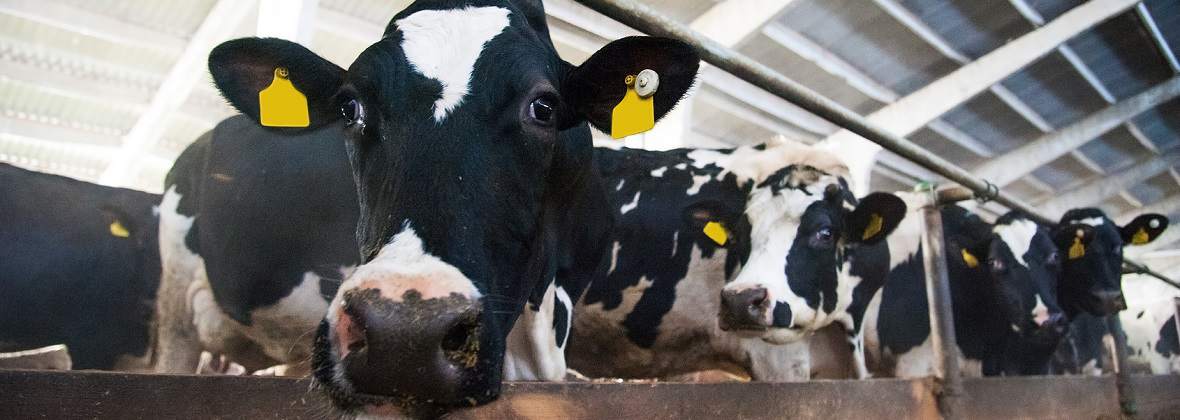 Dobrovet Lek. wet. Piotr Wyszyński