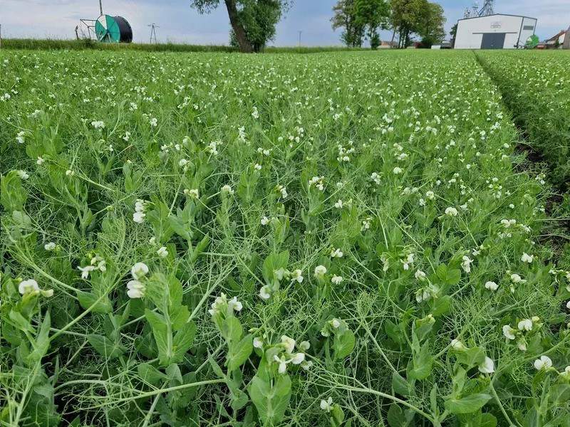 Artur Barczak Gospodarstwo rolne