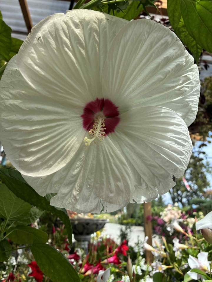 Centrum Ogrodnicze Osowa