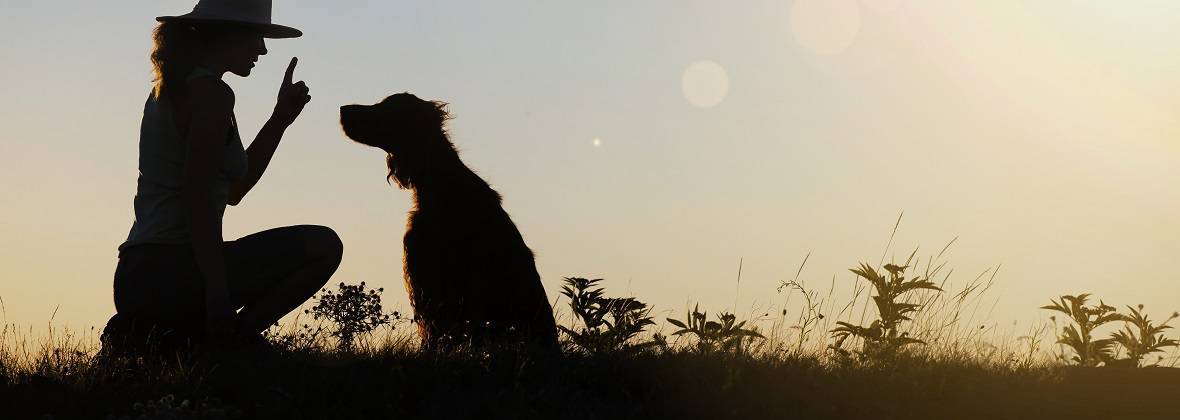 Centrum Szkolenia Psów Feniks