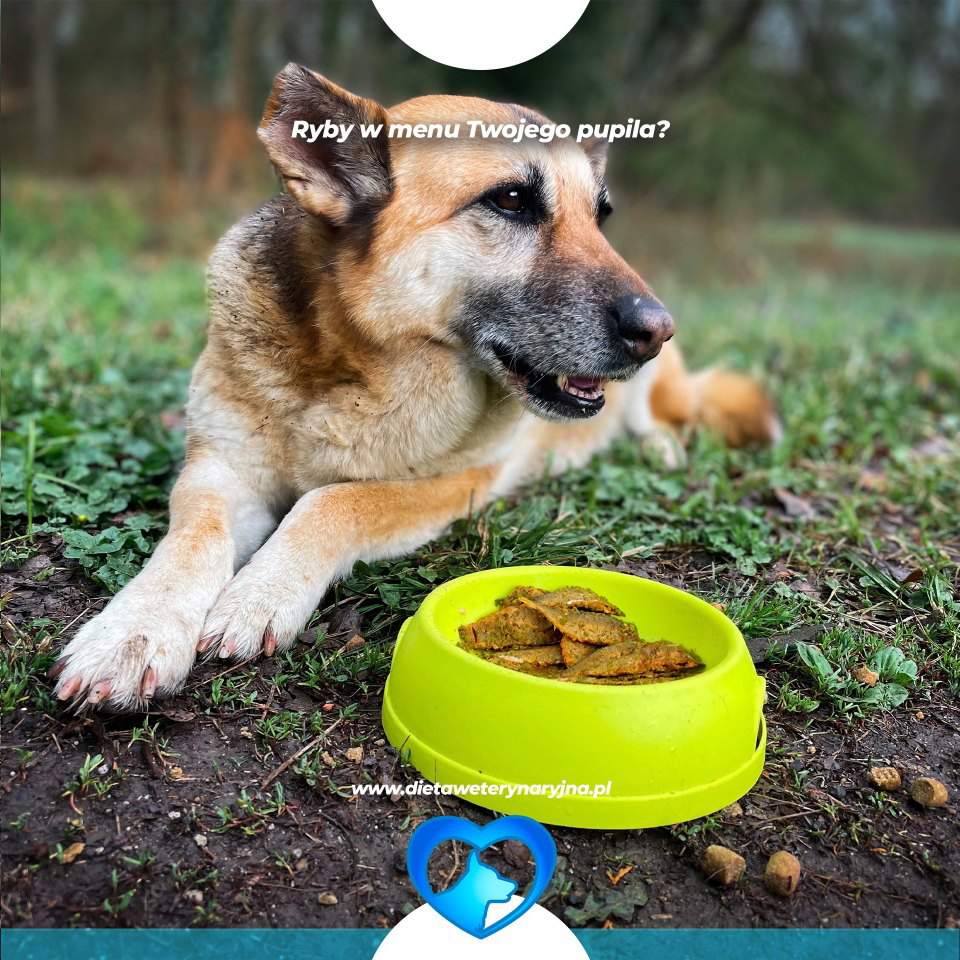 dieta dla psów, dieta dla kotów, konsultacje żywieniowe dla psa
