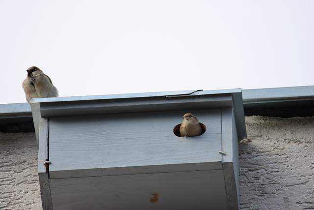 opinia chiropterologiczna