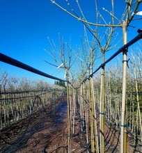 Szkółka Drzewa I Krzewy Ozdobne Łapiński