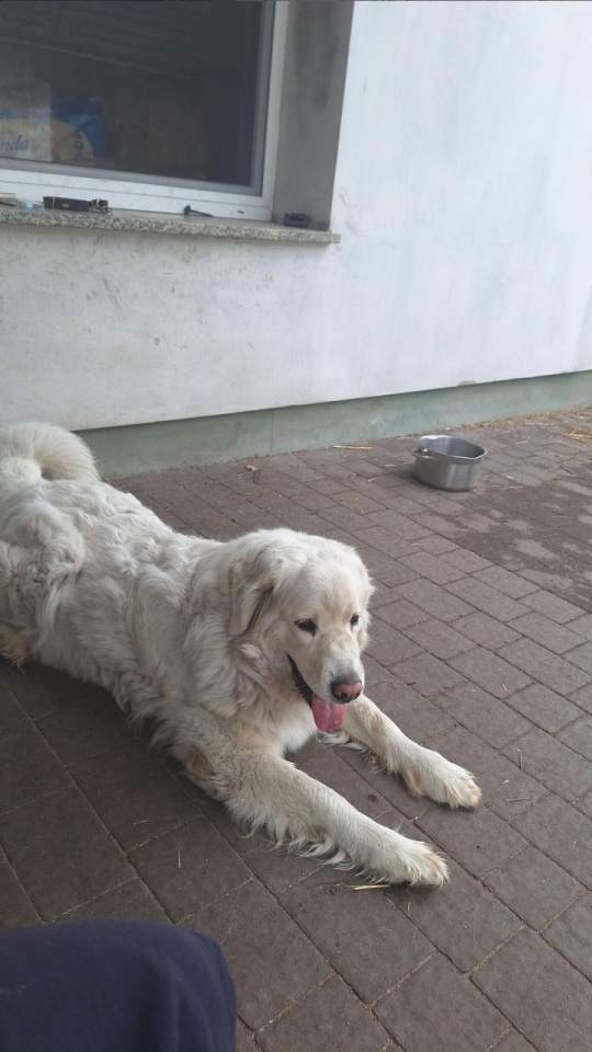 Hotele dla zwierząt