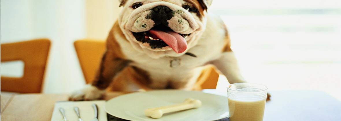 Maciej Wydrzyński Gabinet Weterynaryjny Vetima