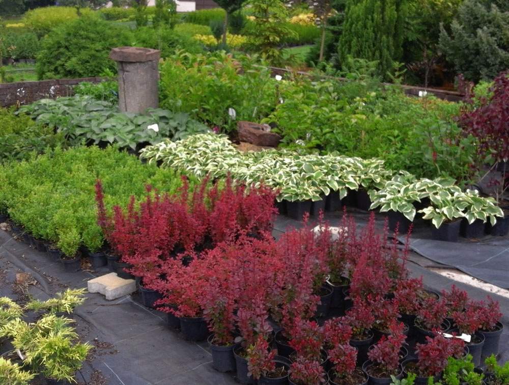 rośliny na żywopłoty