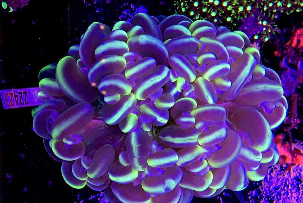 akwarium morskie sprzedaż