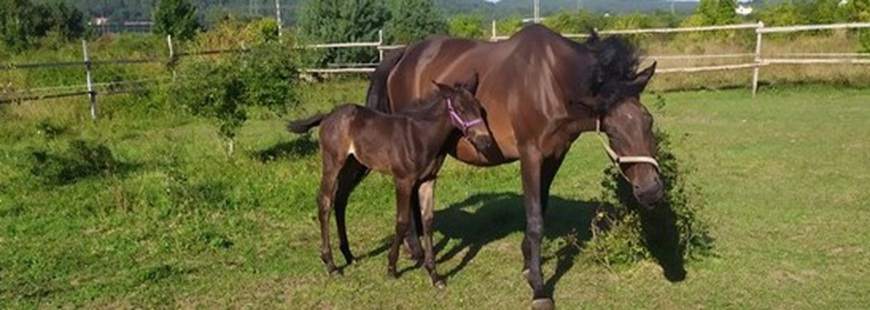 Stajnia Na Czerwonej Górze