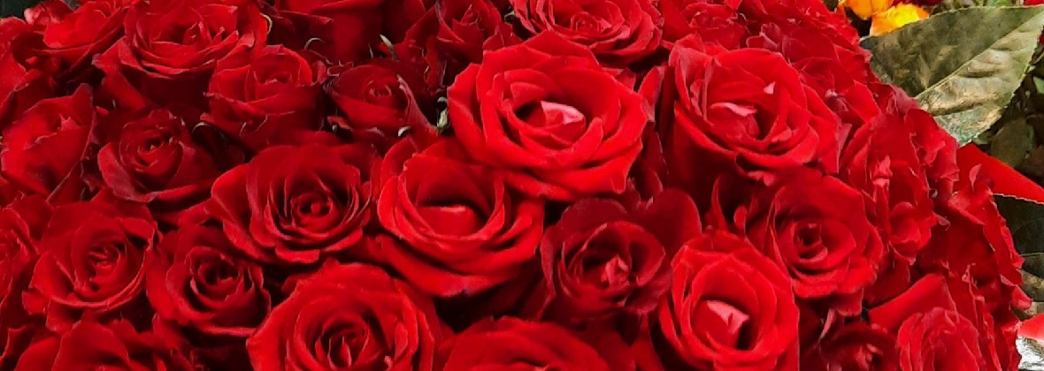 Niezapominajka Kwiaciarnia Katarzyna Czerniawska