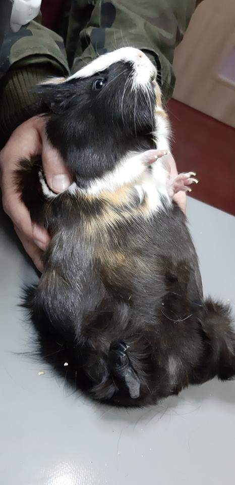 weterynaryjne lecznice, gabinety weterynaryjne, weterynaryjne gabinety, pogotowie weterynaryjne