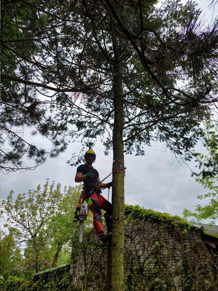 wycinka drzew, wycinka drzew metodą alpinistyczną