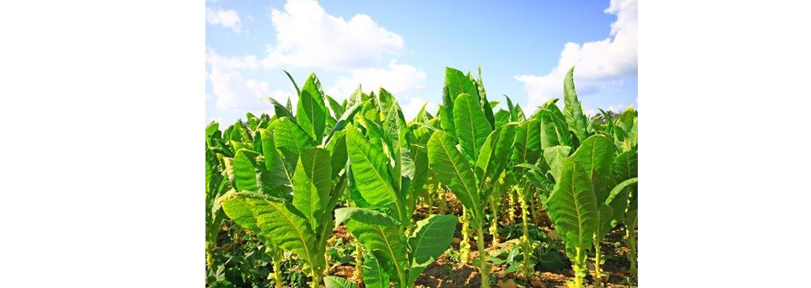 Universal Leaf Tobacco Poland Sp. z o. o.