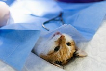 zabiegi weterynaryjne