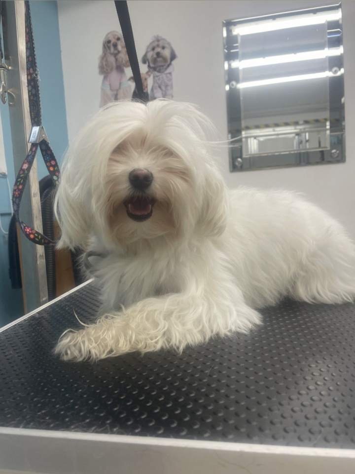 rozczesywanie kołtunów