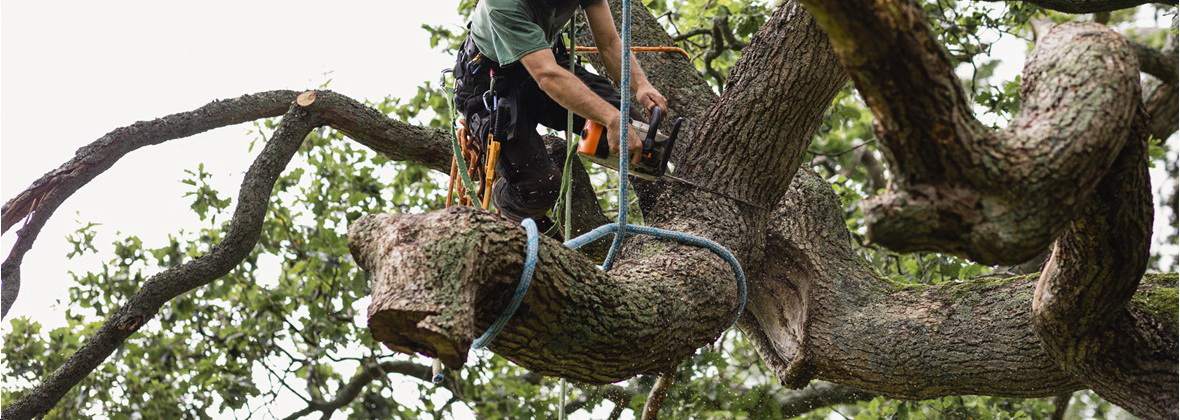 Usługi leśne - FHU Pomascy