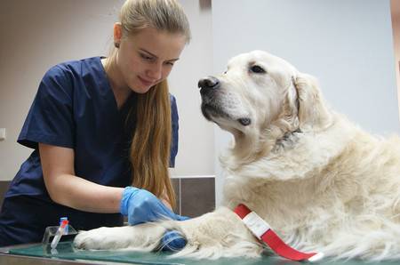 lecznica weterynaryjna