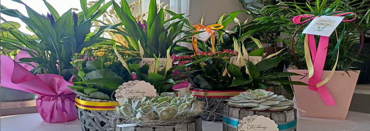 Kwiaciarnia Szafirek Sławomira Szarata