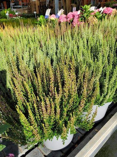 środki ochrony roślin