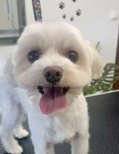 trymowanie