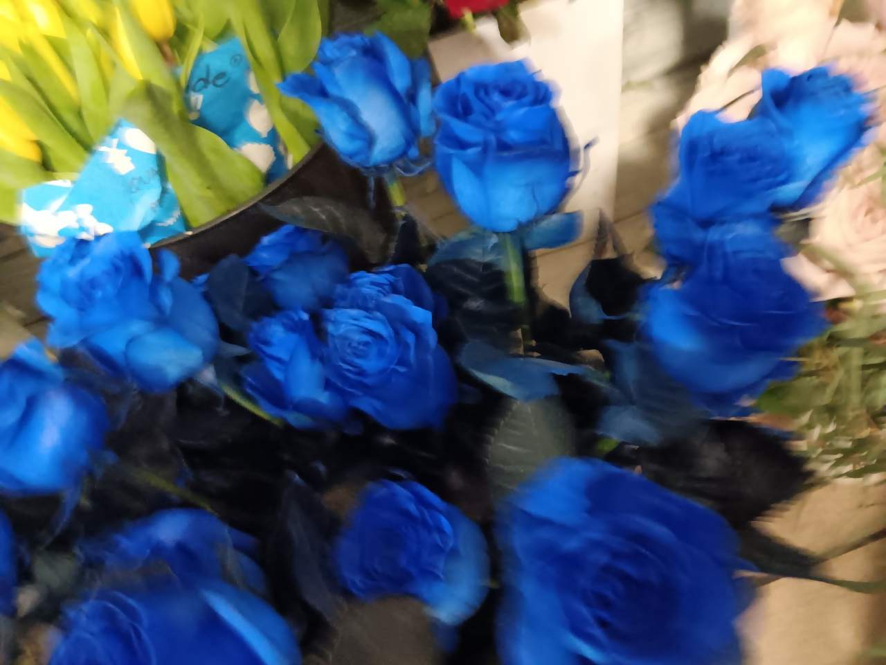 niebieskie róże