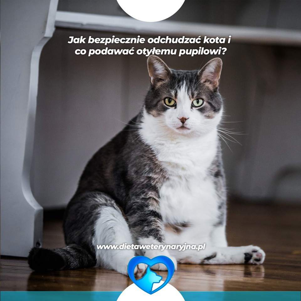 dieta odchudzająca dla kota