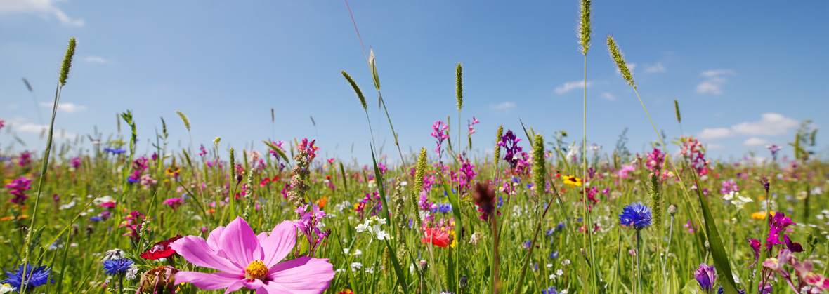 Hildegarda Sp. z o.o.