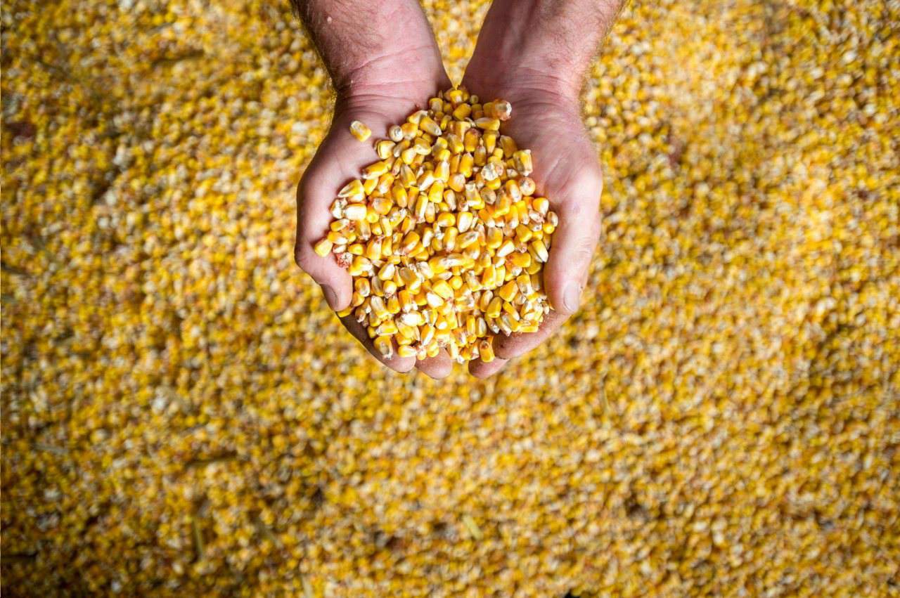 skup kukurydzy