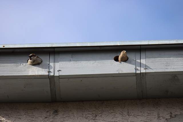 inwentaryzacja ptaków