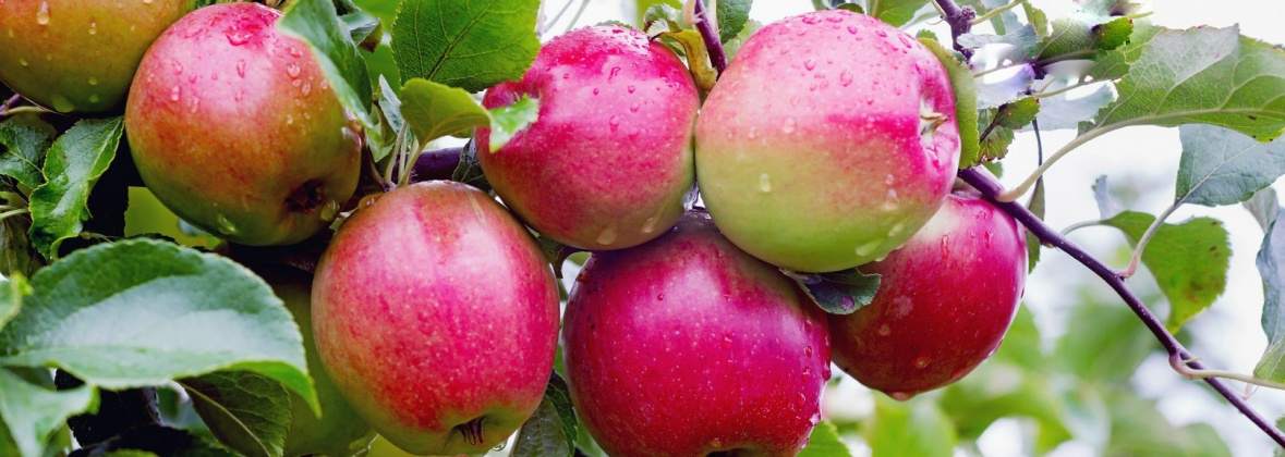 Agro Star Bis Monika Szymaniak