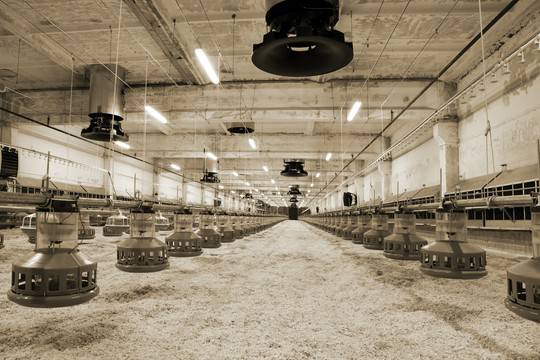 systemy karmienia drobiu