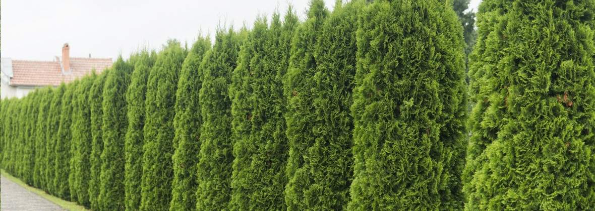 Szkółka Drzew i Krzewów Ozdobnych Andrzej Kubera