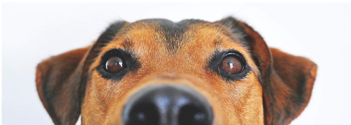 Puławskie Centrum Weterynaryjne Sp. z o.o.