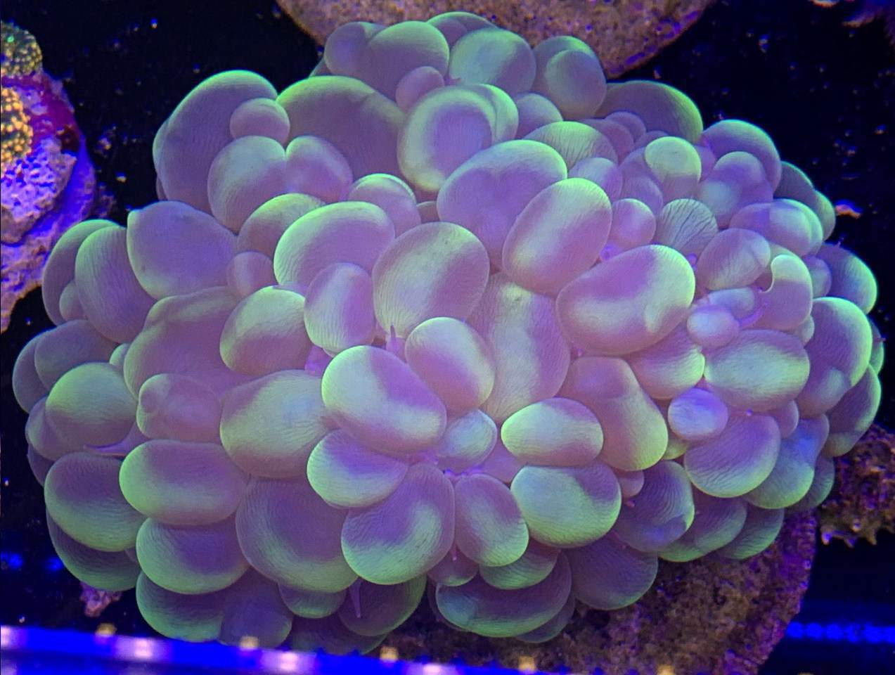 korale, bezkręgowce do akwarium