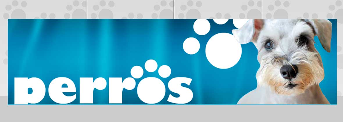 Perros Sara Sałapatek